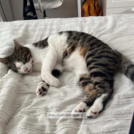 Photo de chat perdu à Paris