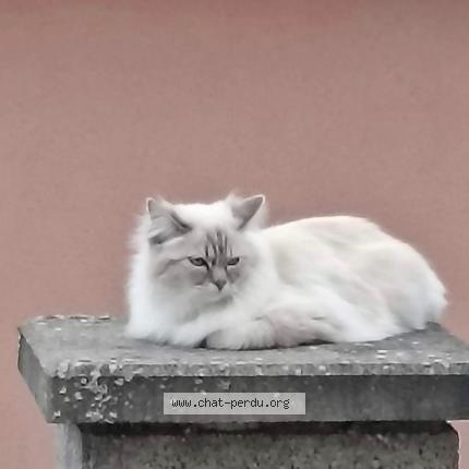 Photo de chat perdu à Hambach
