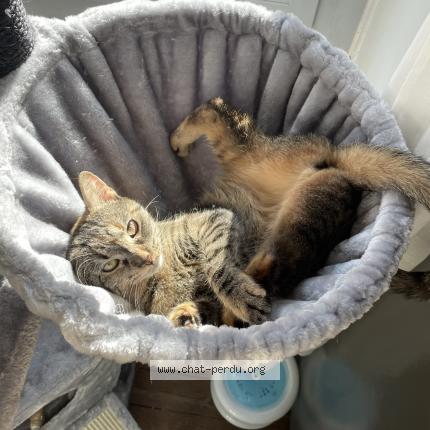 Photo 1/1 Chat retrouvé Perdu à Bourg en bresse