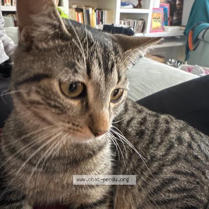 Photo de chat perdu à Toulouse