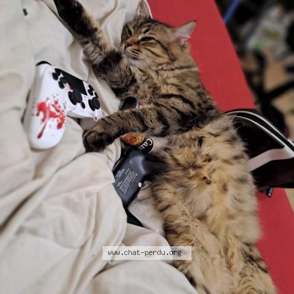 Photo 1/1 Chat retrouvé Perdu à Rennes