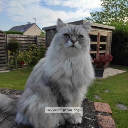 Photo de chat perdu à Denee