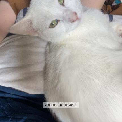 Photo de chat perdu à Bayonne