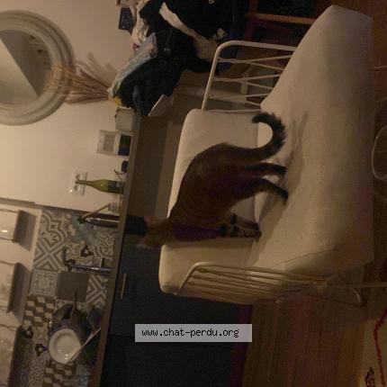 Photo de chat trouvé à Paris