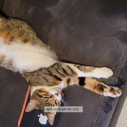 Photo de chat perdu à Chevremont