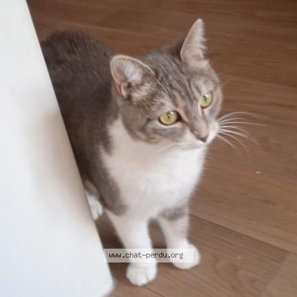 Photo de chat perdu à St Genest Lerpt