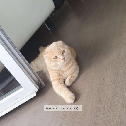 Photo de chat perdu à Sorbiers