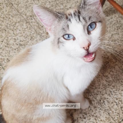 Photo 1/1 Chat retrouvé Perdu à Bethune