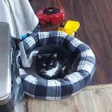 Photo de chat perdu à Longueuil