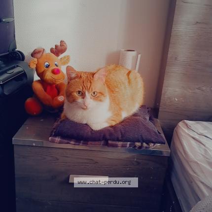 Photo de chat perdu à Villetaneuse