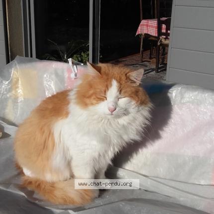 Photo de chat perdu à Avignon