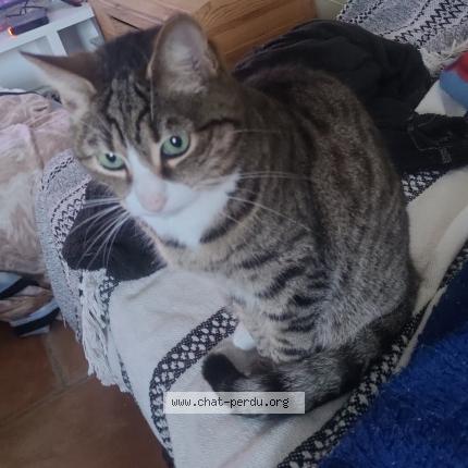 Photo 1/1 Chat retrouvé Perdu à Dreux