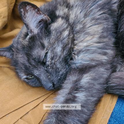 Photo de chat perdu à Angers