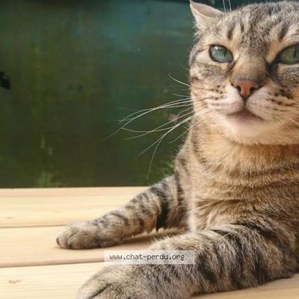Photo de chat perdu à Pont A Marcq