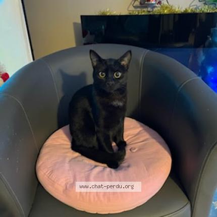 Photo de chat perdu à Sorgues