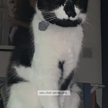 Photo de chat perdu à Montauban