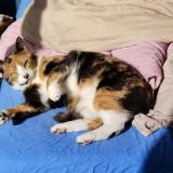 Photo de chat perdu à Bruxelles