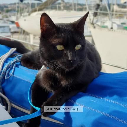 Photo de chat perdu à Martigues