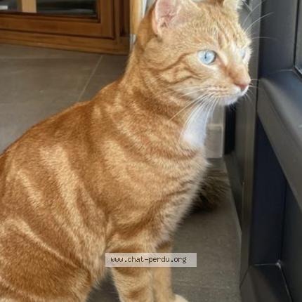 Photo de chat perdu à La Bastide Clairence