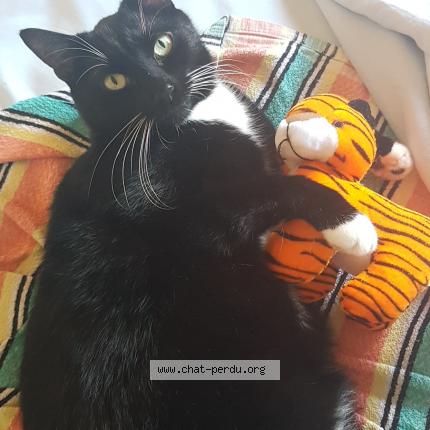 Photo de chat perdu à 38790 Diemoz