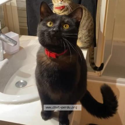 Photo de chat perdu à Gaillard