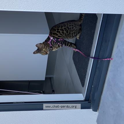Photo de chat perdu à Saint Sebastien Sur Loire