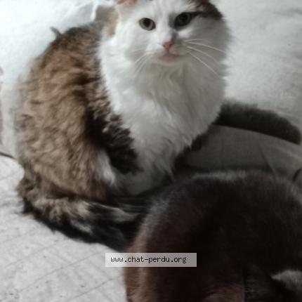 Photo de chat perdu à Kingersheim