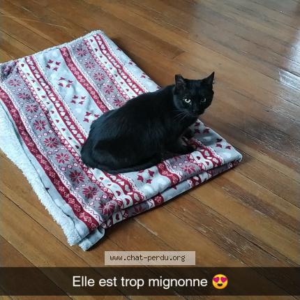 Photo 1/1 Chat retrouvé Perdu à Quimper