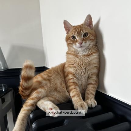 Photo 1/1 Chat retrouvé Perdu à Poitiers