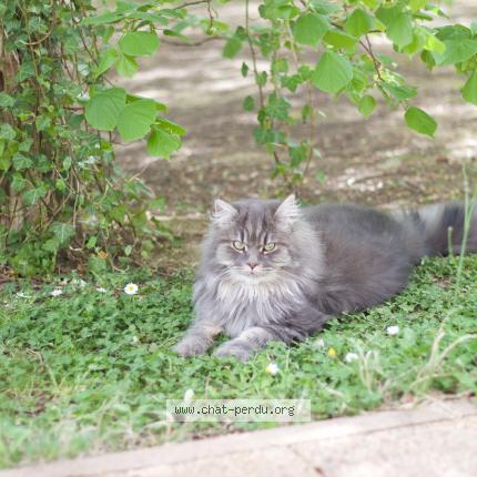 Photo 1/1 Chat retrouvé Perdu à Chonas l amballan