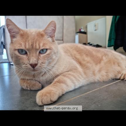 Photo 1/1 Chat retrouvé Perdu à Roth
