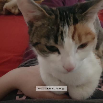 Photo de chat perdu à Provins