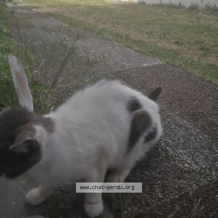 Photo 1/1 Chat retrouvé Perdu à Pontault Combault