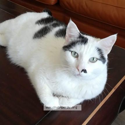 Photo 1/1 Chat retrouvé Perdu à Nantiat