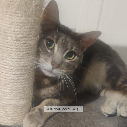 Photo 1/1 Chat retrouvé Perdu à Quimper