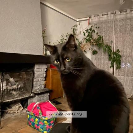 Photo de chat perdu à Faches Thumesnil