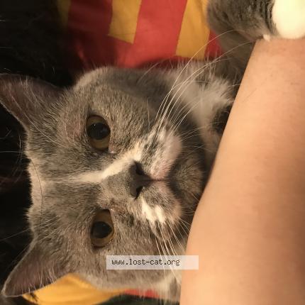 Photo 1/1 Chat retrouvé Perdu à Vancouver