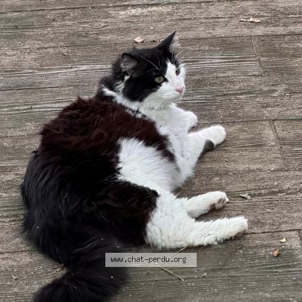 Photo de chat perdu à Arbonne