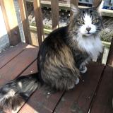 Photo de chat perdu à Toronto