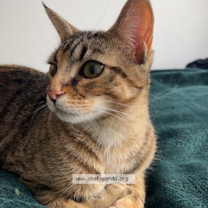 Photo 1/1 Chat retrouvé Perdu à Reims