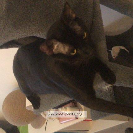 Photo 1/1 Chat retrouvé Perdu à Aix En Provence