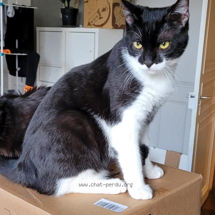 Photo de chat perdu à Mulhouse