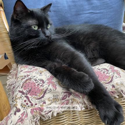 Photo de chat perdu à Paris