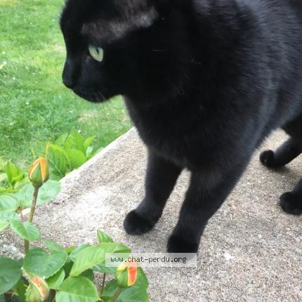 Photo de chat perdu à Saint Nazaire