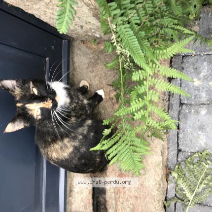 Photo 1/1 Chat retrouvé Perdu à Saint congard