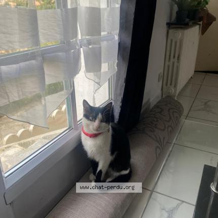 Photo 1/1 Chat retrouvé Perdu à Viry Chatillon