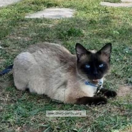 Photo de chat perdu à Bard Les Pesmes