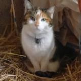 Photo de chat perdu à Beaumont Pied De Boeuf 72500