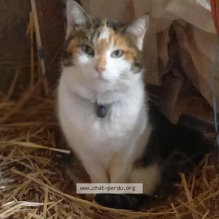 Photo 1/1 Chat retrouvé Perdu à Beaumont pied de boeuf 72500