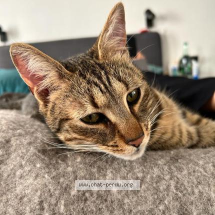 Photo 1/1 Chat retrouvé Perdu à Paris